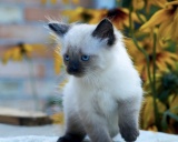 кошка балинезийская кошка